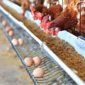¿Y si los supermercados españoles tampoco vendieran huevos de gallinas enjauladas?