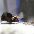 Científicos activan el instinto asesino en ratones (ENG)