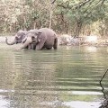 Un cazador furtivo muere pisoteado por elefantes, otro queda herido de gravedad [ENG]