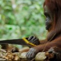 Esta orangután aprende sola a aserrar con una segueta y a competir con ello