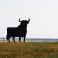 El Supremo señala que el toro no es el símbolo oficial de España