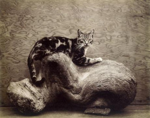 Los gatos de Wildcat Hill (Edward Weston)