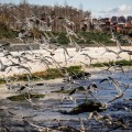 'Boom' de fauna en el río Manzanares tras su renaturalización a su paso por Madrid