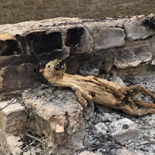 Ahorcan y queman a un podenco en Torreperogil (Jaén)
