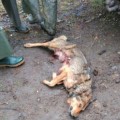 Esperpento de batida en Friol: uso de cohetes, presencia de menores... y matan a un perro [GAL]