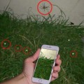 Cómo localizar todas las arañas de tu jardín con un smartphone