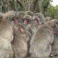 Des dizaines de singes se font un câlin pour se protéger du froid
