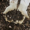Millones de abejas mueren en una intoxicación masiva por plaguicidas en la Región de Murcia