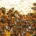 Las abejas tienen su propio sistema de aduanas, y llegan a aceptar hasta un 30% de abejas de otros panales
