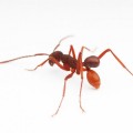 Descubren un escarabajo que viaja sobre la espalda de las hormigas