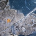 Tesoro fósil revela un mundo post-extinción gobernado por esponjas (ENG)