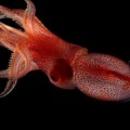 Los ojos 'imposibles' de un calamar, claves en su hábitat marino