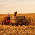 México quiere hacer daño a EEUU donde más le duele: el maíz