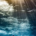 Ganadores del premio al fotógrafo de  fotografía submarina Underwater photographer 2017
