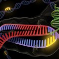 Fin a la guerra de patentes sobre la edición genómica