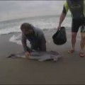 Un jardinero de Torrox se mete en la playa casi tres horas y logra salvar la vida de un delfín