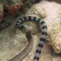 Serpiente marina devora viva una anguila morena de su propio tamaño