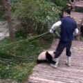 Oso panda buscando cariño