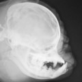Esta es la radiografía de un pug, el perro al que le hemos hecho la vida imposible