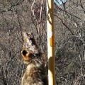 Alarma ecologista por el ensañamiento con los cuatro lobos muertos en 18 días