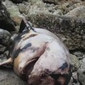 Decenas de cetáceos abandonados o pudriéndose después de que Asturias rompiera el acuerdo con la ONG que los recogía