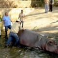 Matan de una paliza a 'Gustavito', el último hipopótamo del Zoo del  El Salvador