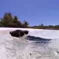 Los adorables cerdos nadadores de las Bahamas están muriendo con restos de alcohol en la sangre