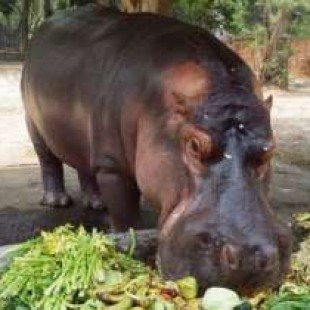 La dolorosa agonía y muerte de Gustavito, el único hipopótamo de El Salvador que murió en un "cobarde e inhumano" ataque