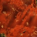Científicos descubren “huellas” que reescriben la historia de la vida en la Tierra