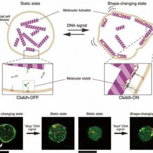 Crean un robot molecular de 1 micra que responde a señales de ADN como un ser vivo