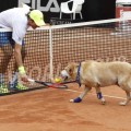 Perros abandonados se convierten en recogepelotas en el Abierto de Tenis de Brasil