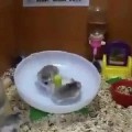 2 hamsters 1 rueda