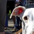 El PP consigue con el apoyo de ERC que la amputación de rabos de perros siga siendo legal