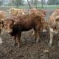 España detecta un caso de vacas locas en Castilla y León