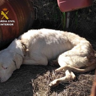 Detenido un vecino de Molvízar (Granada) que estaba dejando morir de hambre y sed a un perro enfermo
