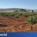 El boom del pistacho: un oasis en el desierto que promete salvar la España vacía
