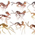 Descubren escarabajos que han evolucionado para parecer hormigas y así infiltrarse en sus colonias y devorarlas [ENG]