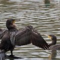 Colectivos ecologistas piden cese de la matanza de cormoranes en Asturias