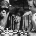Sabiduría vs Inteligencia o por qué ser inteligente no implica tomar mejores decisiones