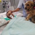 Un anciano en coma reacciona ante la visita de su perra al hospital