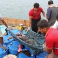 Un helicóptero de la coalición árabe acribilla un barco de refugiados y mata a 42 personas