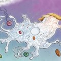 Se bautiza una nueva ameba con el nombre de Trump