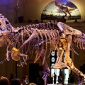 Un nuevo estudio cuestiona radicalmente el árbol genealógico de los dinosaurios
