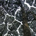 La ciencia detrás de la timidez, el fenómeno por el cual las copas de los árboles evitan tocarse entre sí
