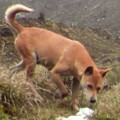El perro más raro y antiguo del mundo acaba de ser redescubierto en la naturaleza [ENG]