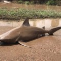 Encuentran un tiburón en plena carretera tras el paso del ciclón Debbie en Australia