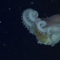 Graban a un pulpo gigante de las profundidades adicto a las medusas