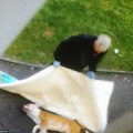 Un pitbull salta la verja de un parque infantil y ataca a una niña de 18 meses [Eng]