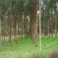 La Audiencia Nacional confirma la peligrosidad del eucalipto para el medio natural y los ecosistemas de España