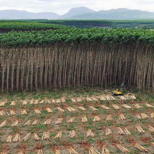 La FAO debe reconocer que las plantaciones de árboles NO son bosques